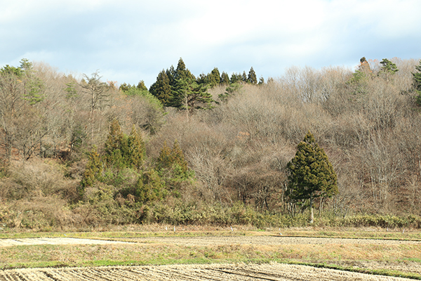 栃木県境付近の日当たりの良い山林